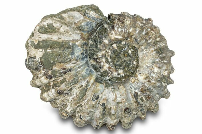 Bumpy Ammonite (Douvilleiceras) Fossil - Madagascar #277187